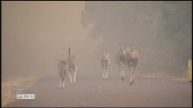 Les images de kangourous qui fuient les feux en Australie