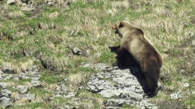 Canton de Berne: on a vu l'ours, 190 ans après sa dernière apparition