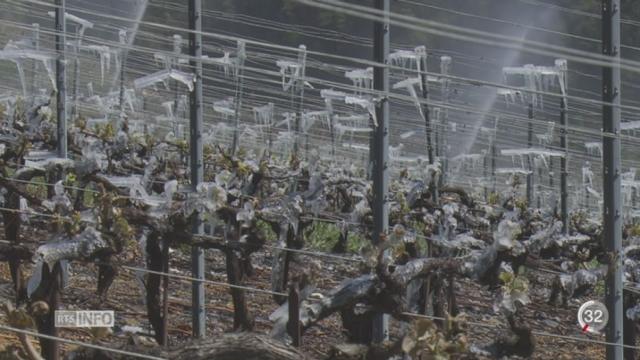 Vague de froid: vignes et vergers en danger, la lutte s'organise