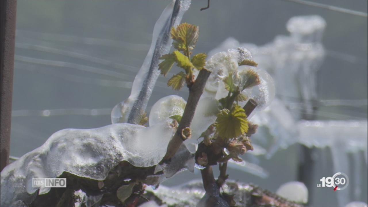 Le canton du Valais débloque 35 millions pour lutter contre le gel