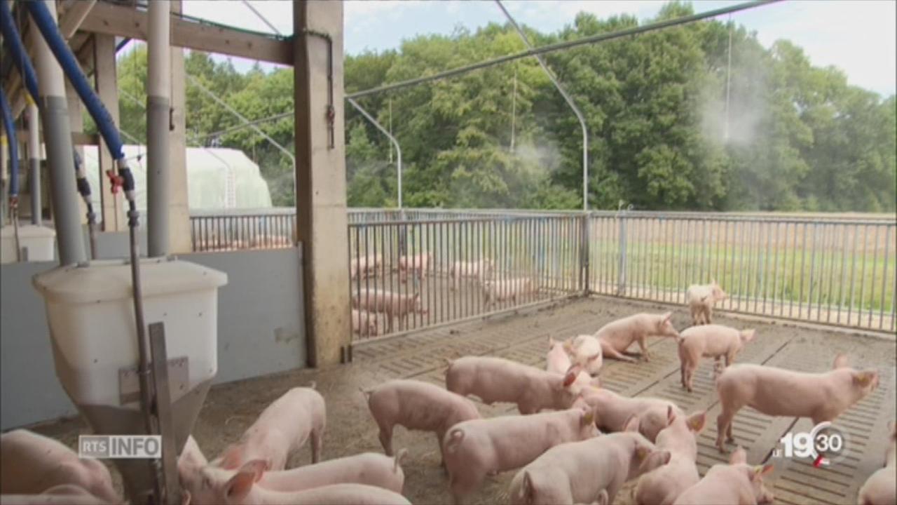 Viande de porc: un cochon heureux, c'est possible mais plus cher