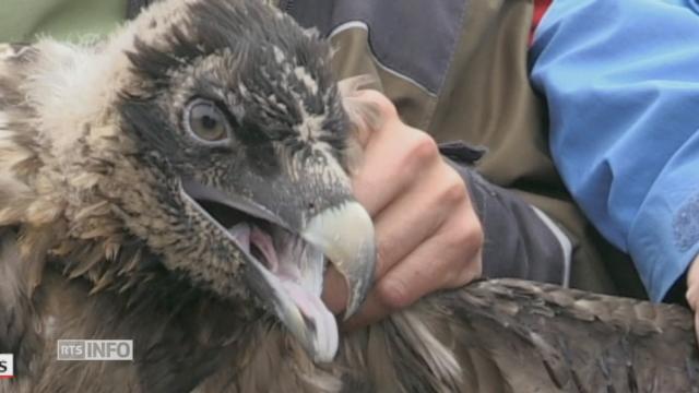 Deux gypaètes barbus lâchés dans la nature lundi à Obwald