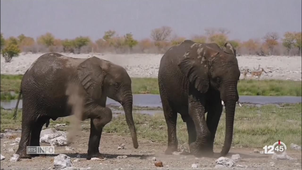 Trump autorise l’importation des trophées d’éléphants tués au Zimbabwe