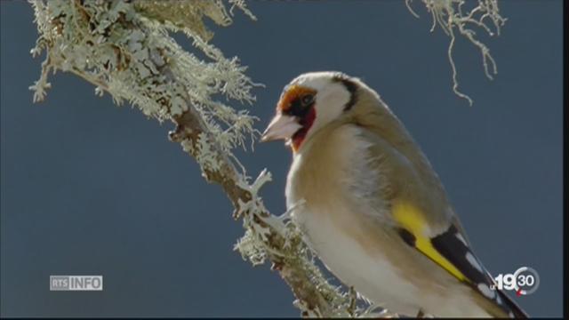 Espèces menacées: le chardonneret élégant est en danger