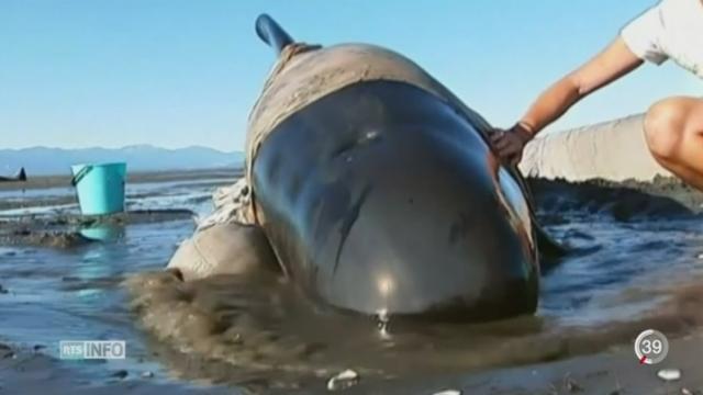 Plus de 600 baleines échouées sur une plage en Nouvelle-Zélande