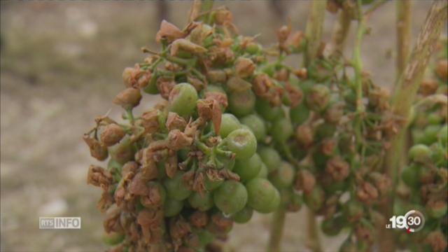 Valais: après le gel d'avril, le vignoble victime de la grêle