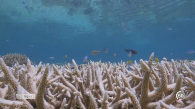 La Barrière de corail australienne est en danger.