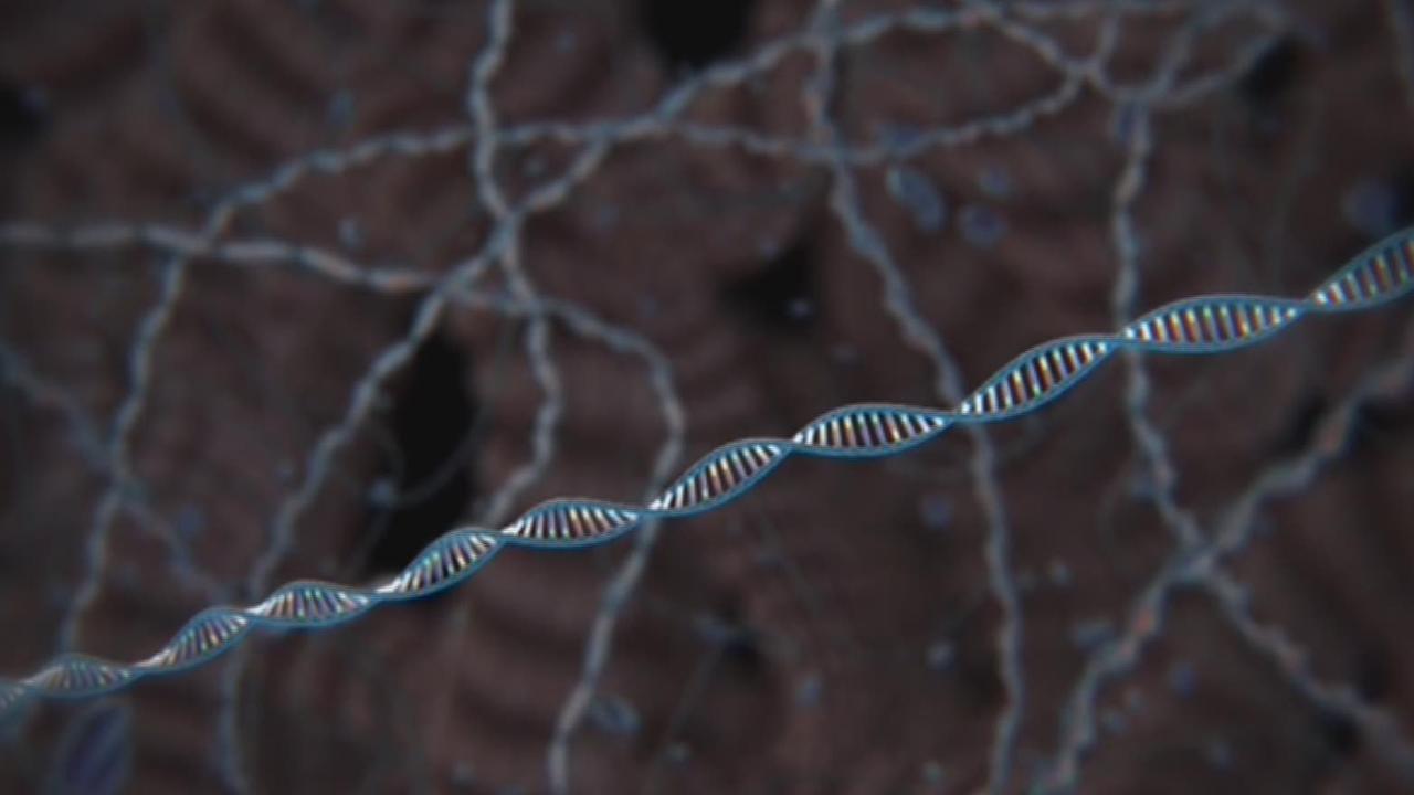 Science: stocker ses fichiers dans l'ADN d'êtres vivants