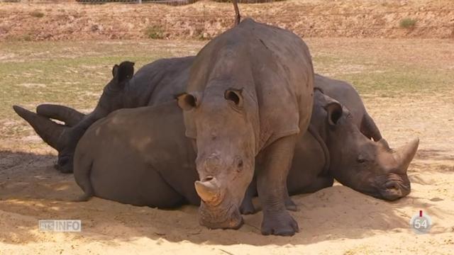 France: un rhinocéros blanc a été tué dans un zoo