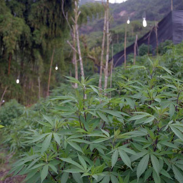 Champ cannabis, Corinto, Colombie [RTS - Cécile Raimbeau]