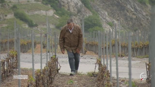 Gel en Valais: vignerons et abricotiers durement touchés