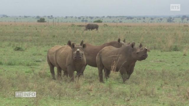 Une vente de cornes de rhinocéros sur Internet suscite la controverse