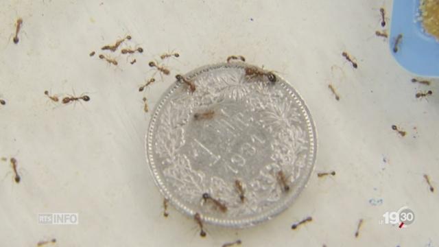 Ecologie: la mondialisation des fourmis boostée par le commerce