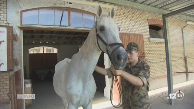 Suite à l’arrestation d’un éleveur, ses chevaux maltraités seront vendus