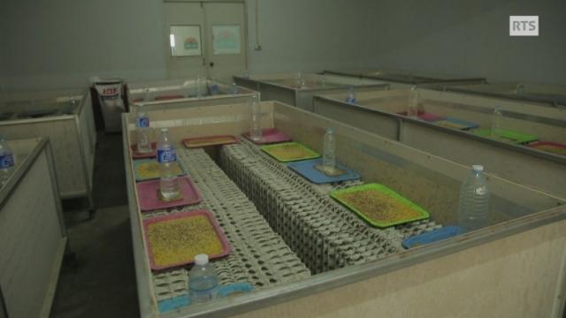 La production de farine d’insectes en Thaïlande