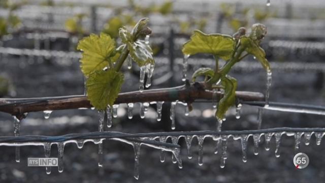 Froid: maraîchers et vignerons toujours en état d'alerte