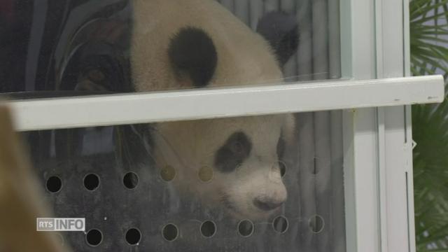 Deux pandas "ambassadeurs" de Chine sont arrivés à Berlin