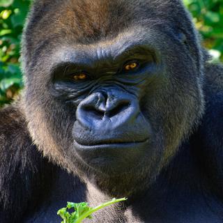 Portrait d'un gorille - [Fotolia - jwjarrett]