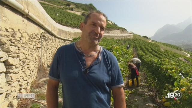 Vendanges: précoces, moins fournies, mais d'excellente qualité