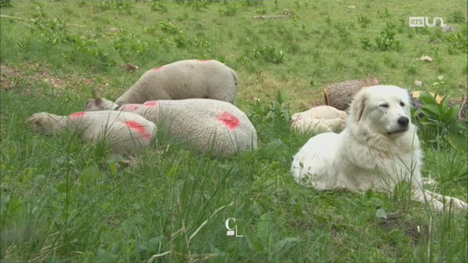 Les chiens de protection de troupeau suivent une formation