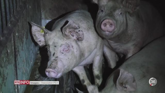 Vaud: deux élevages porcins dénoncés pour maltraitance animale