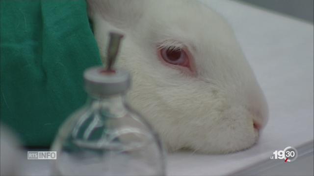 Expérimentations animales: initiative lancée pour les interdire