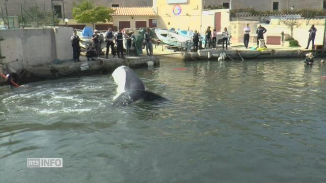 Une baleine bloquée dans le Vieux-Port de Marseille