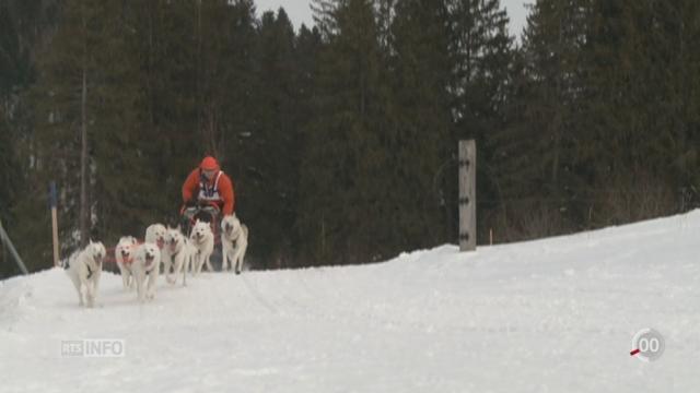 Les courses internationales de chiens de traîneau ont lieu dans les Franches-Montagnes