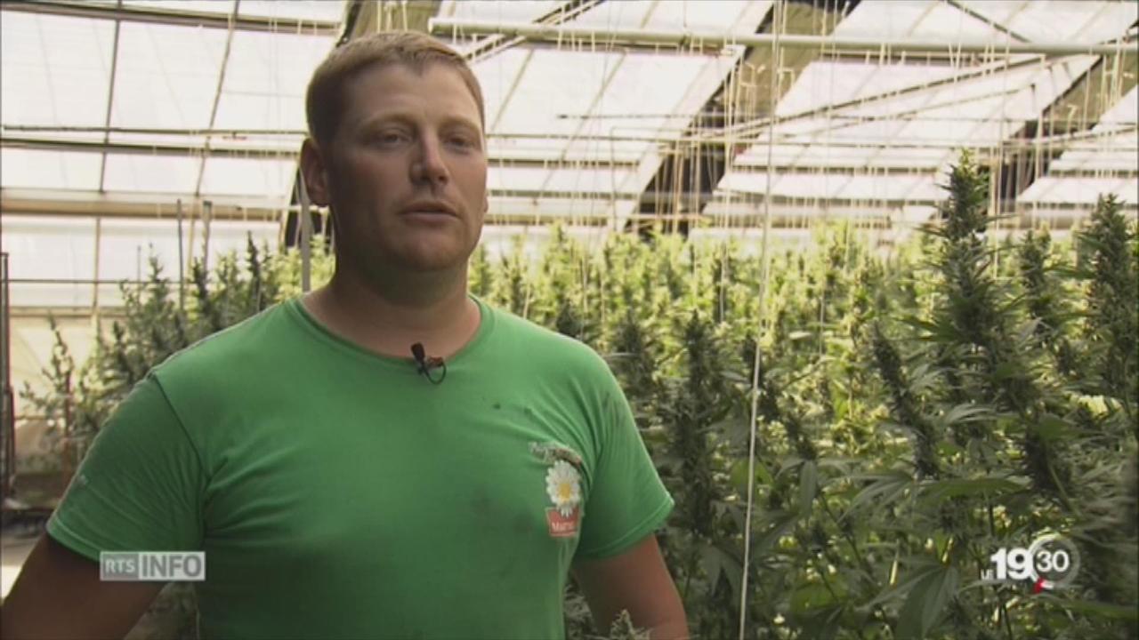 La culture du cannabis explose au Tessin, canton restrictif