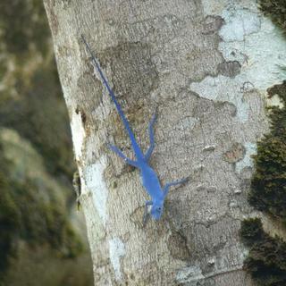 Le lézard anole bleu (anolis gorgonae) [CC by SA - Mateo.gable]