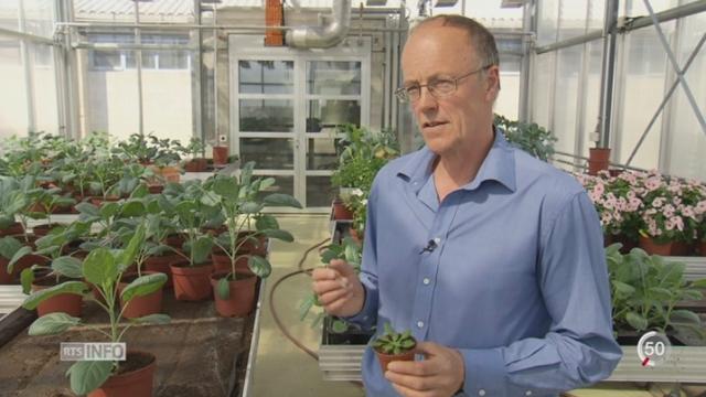 Les biologistes s'intéressent à la communication des plantes