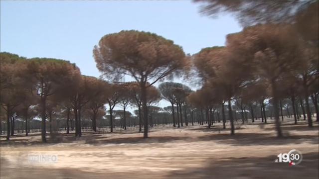 La sécheresse en Espagne aurait pour cause l'irrigation illégale