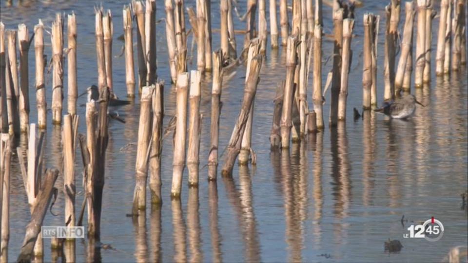 A Yverdon, un champ de maïs a été inondé pour servir de station de ravitaillement aux oiseaux migrateurs