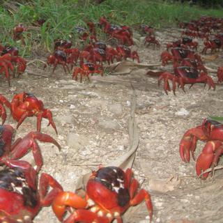 Migration du crabe rouge, Iles Christmas [fotolia - Ian Usher]