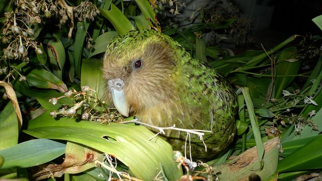 Kakapo Strigops habroptila [CC BY 2.0/Chris Birmingham - Chris Birmingham, 2012]