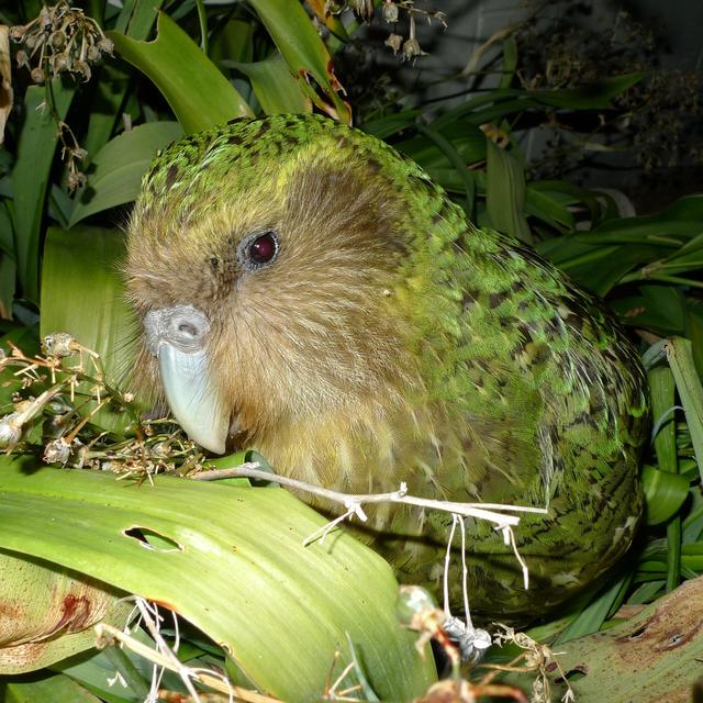 Kakapo Strigops habroptila [CC BY 2.0/Chris Birmingham - Chris Birmingham, 2012]