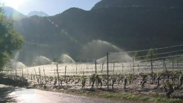 Les images d'une nouvelle nuit de froid dans les vignes et les vergers valaisans