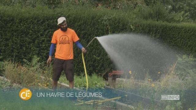 A Genève, des potagers urbains sont développés par la ville