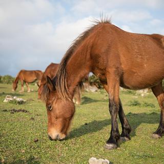 Le yonaguni, poney japonais [fotolia - nudiblue]