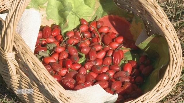 Le cynorhodon, une bombe à vitamine C. [RTS - Capture d'écran]