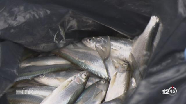 FR: la situation est préoccupante après la mort de milliers de poissons