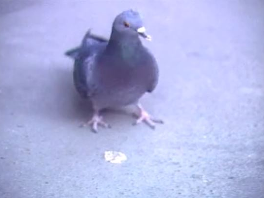 Pigeons indésirables