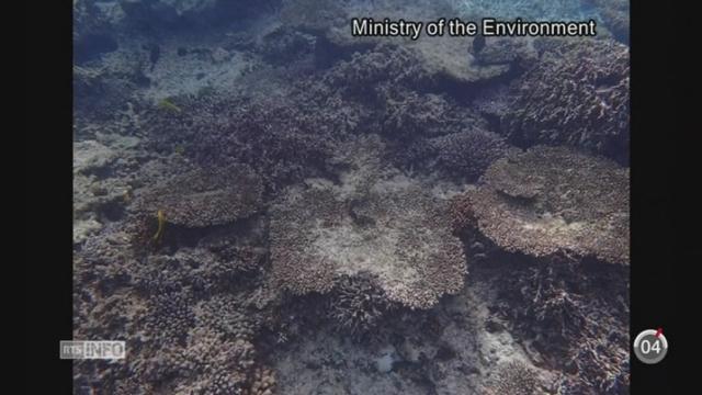 La disparition des récifs coralliens inquiète les scientifiques japonais