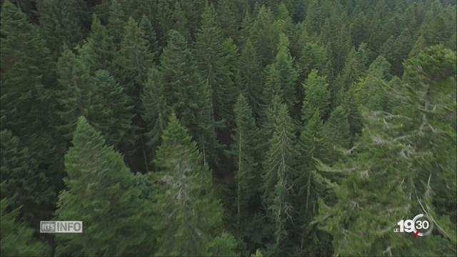 Les forêts d'altitude s'éveillent toujours plus tôt au printemps