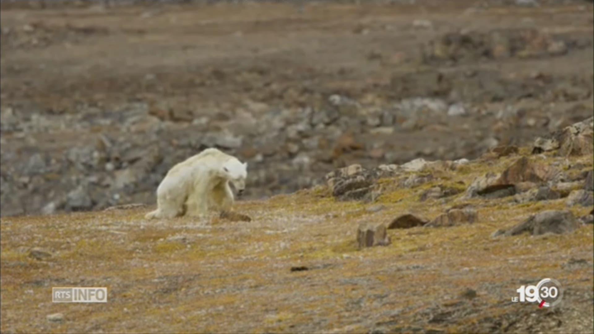Un ours polaire devenu symbole du réchauffement climatique