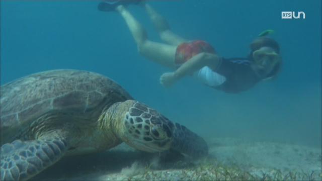 Tortues marines en danger