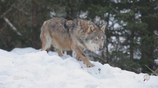 Italie: faut-il réintroduire la possibilité de tuer des loups?