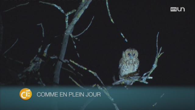 La pollution lumineuse peut avoir un impact dévastateur sur la faune