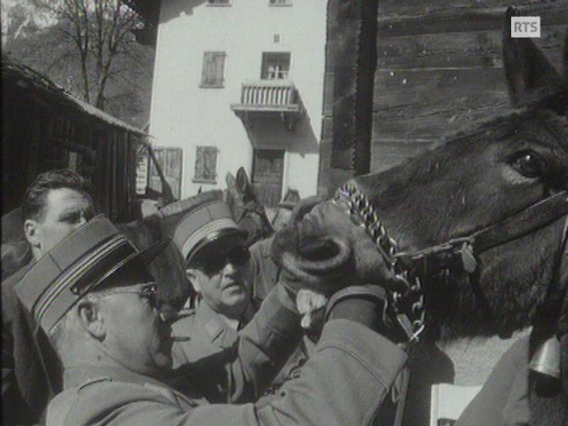 Aptes au service, les mulets du Val d'Hérens? [RTS]