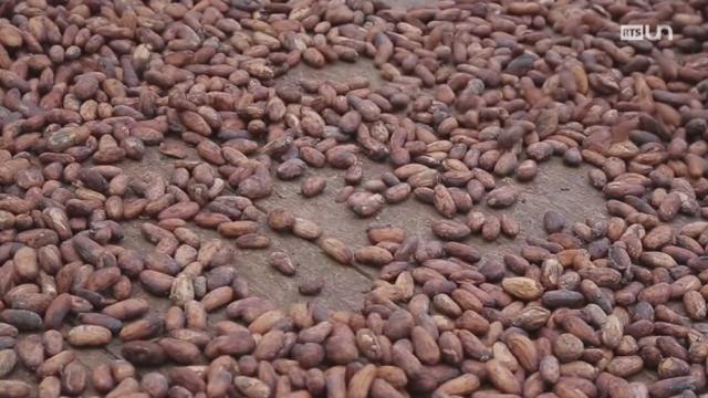 La chaîne du cacao